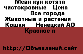 Мейн-кун котята чистокровные › Цена ­ 25 000 - Все города Животные и растения » Кошки   . Ненецкий АО,Красное п.